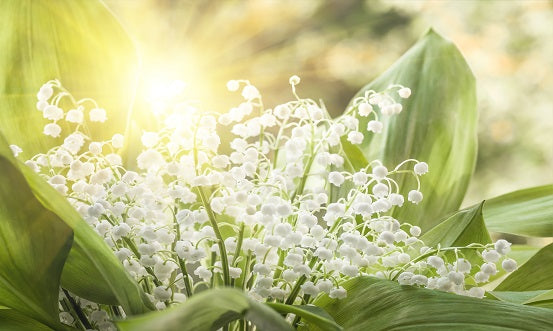 Lily of the Valley Wax Melt