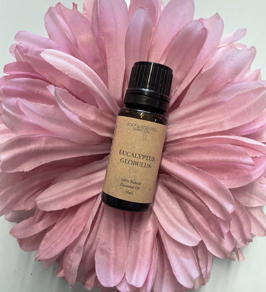 Eucalyptus Globulus Essential Oil