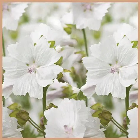 White Musk & Amber Wax Melt